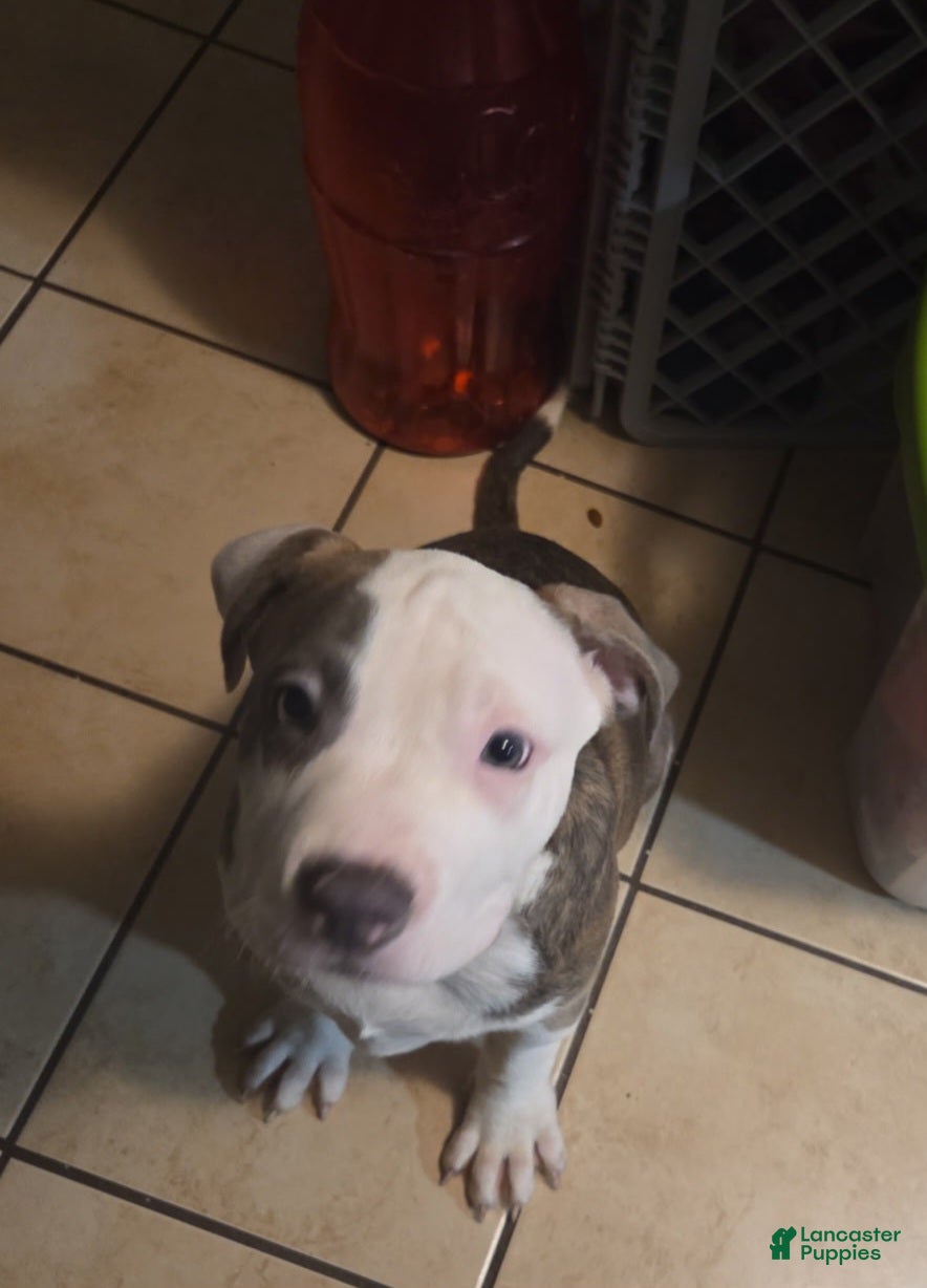 Mixed Breed dogs Mixed Breed Puppy 4 - Ad 1