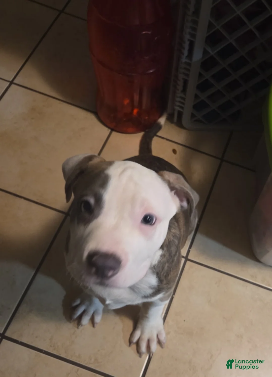 Mixed Breed dogs for sale: Mixed Breed Puppy 4 - Ad 1