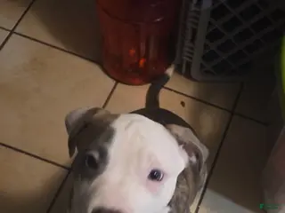 Mixed Breed dogs Mixed Breed Puppy 4 - Ad 1