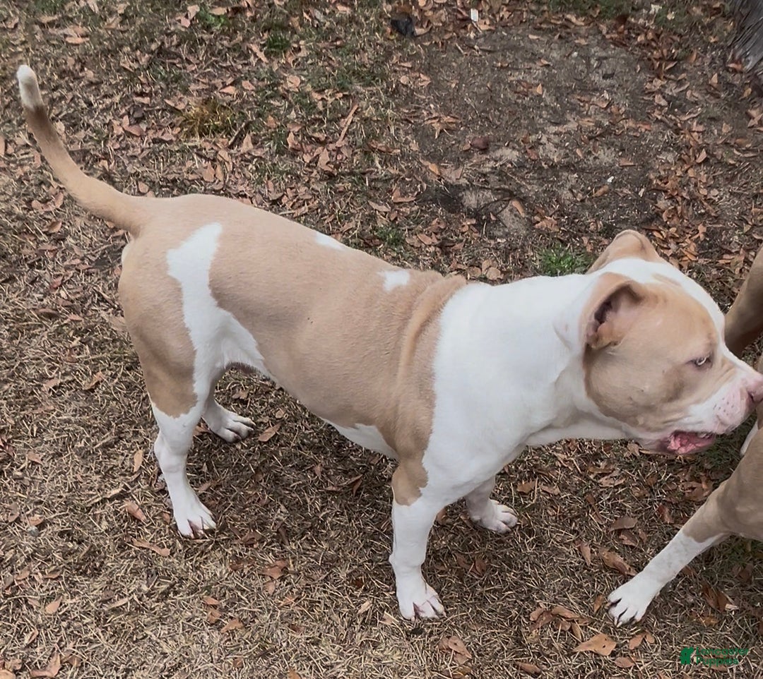 American Bully dogs for sale: Benny - Ad 1