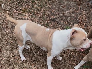 American Bully dogs Benny - Ad 34