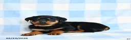 Rottweiler dogs for sale: Wren - Ad 1