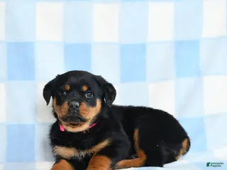 Rottweiler dogs for sale: Wren - Ad 2