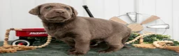 Labrador Retriever dogs for sale: Bingo - Ad 2