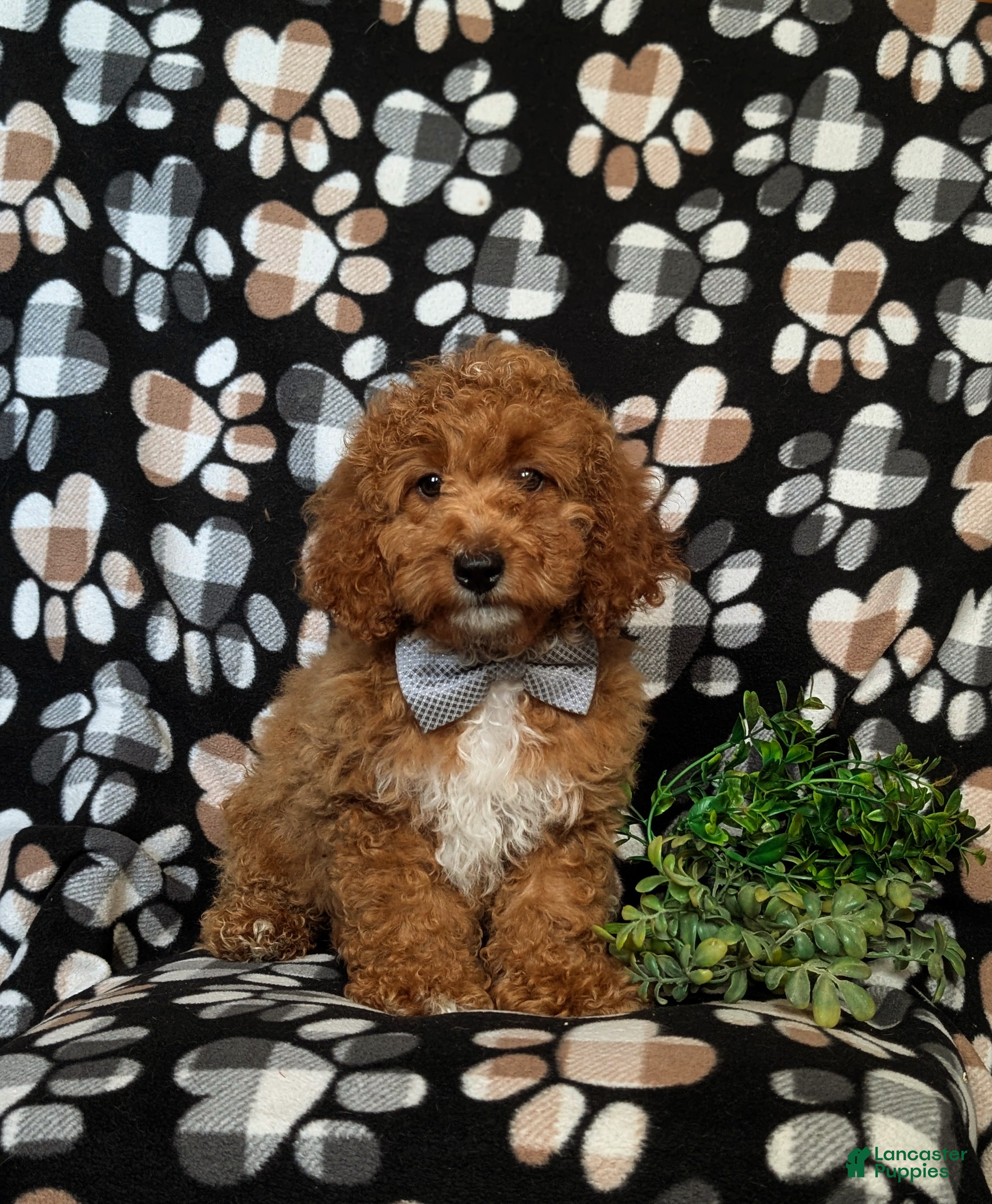 Cockapoo dogs Nikos Hypoallergenic - Ad 2