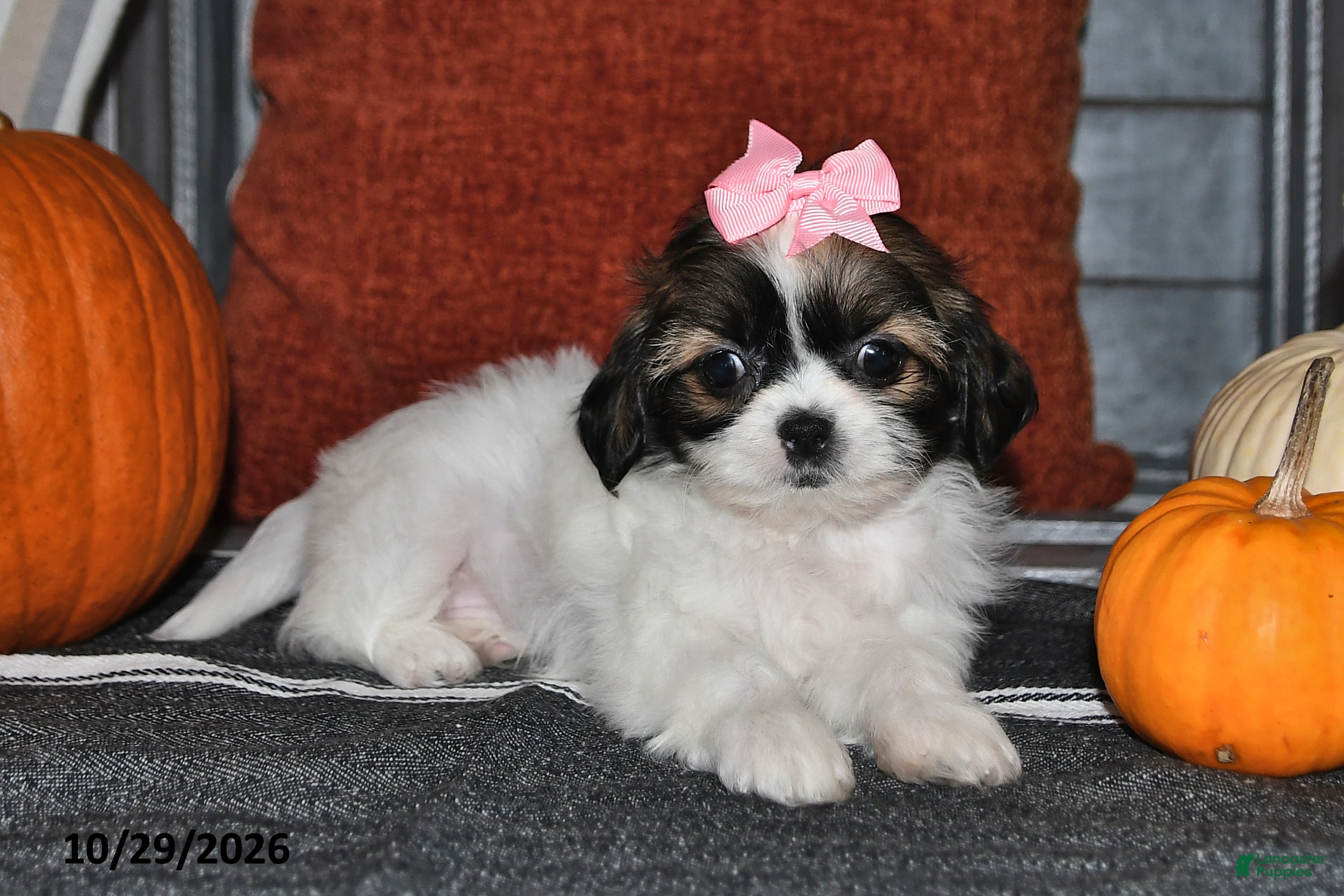 Shih Tzu dogs for sale: Zoey - Ad 2