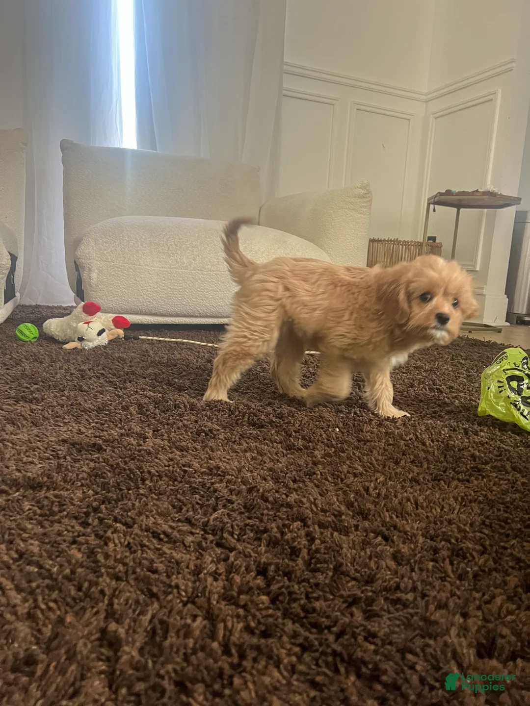 Cavapoo dogs for sale: Cavapoo Puppy 1 - Ad 1