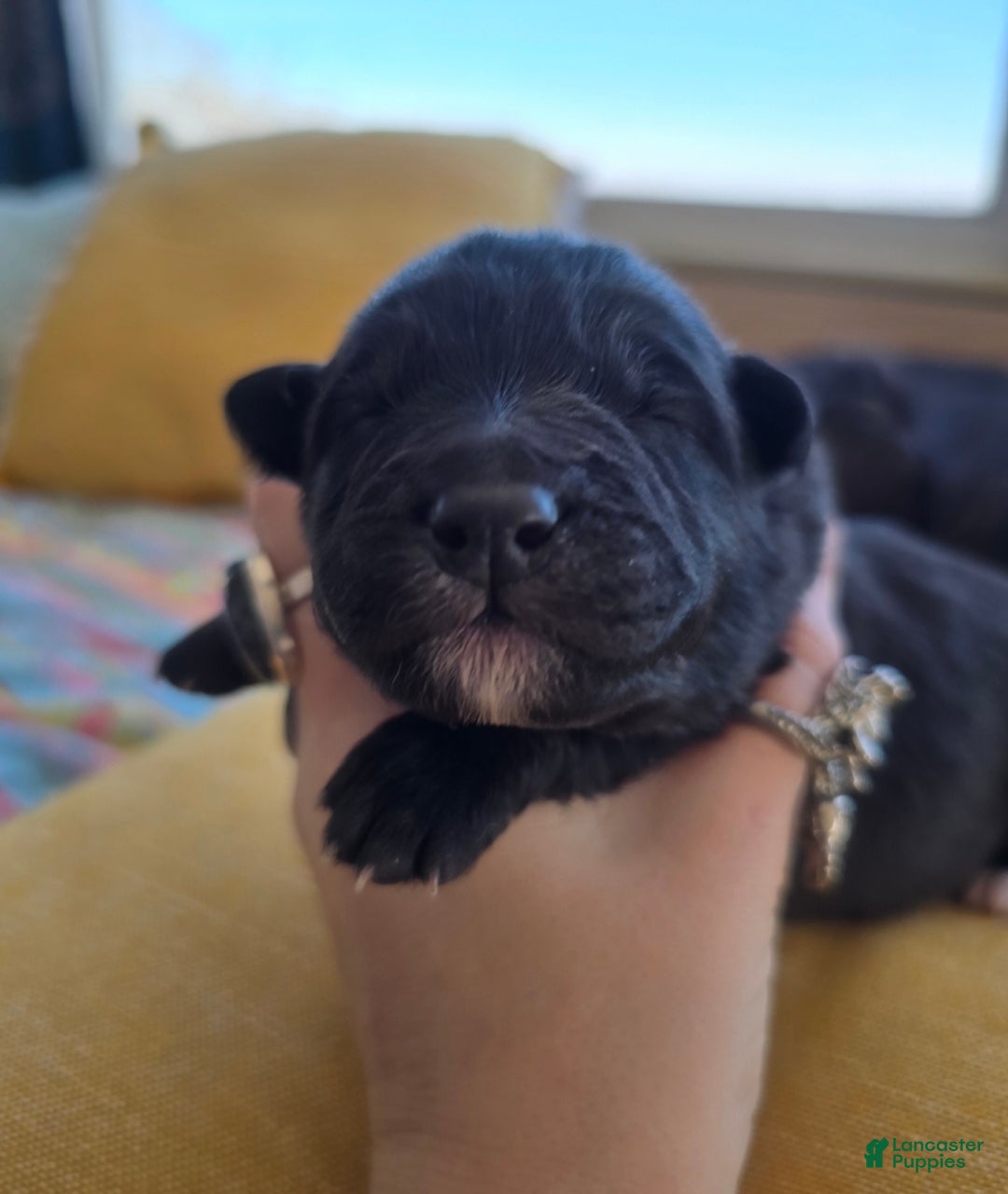 Mixed Breed dogs for sale: Starlight - Ad 8