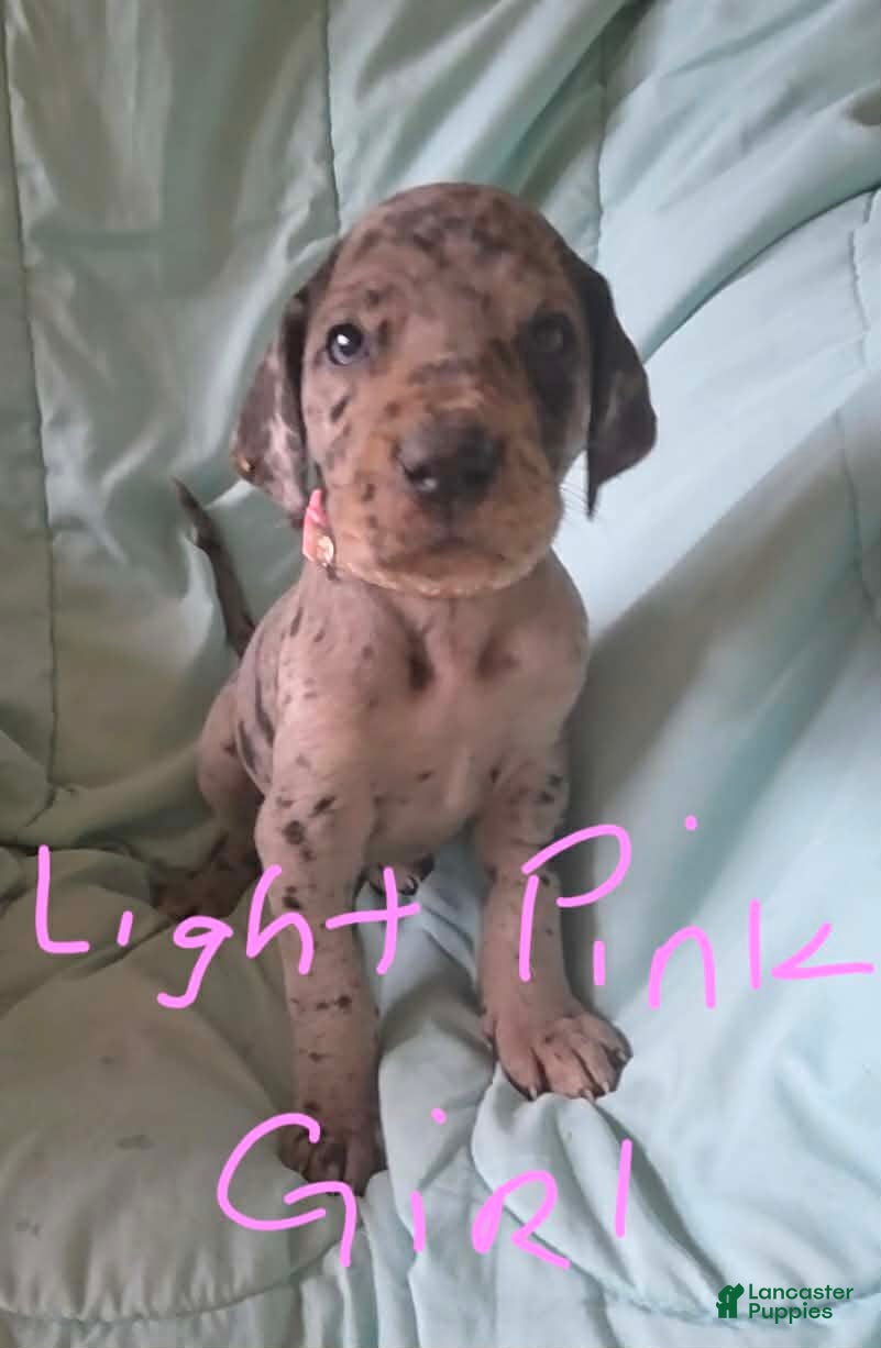 Great Dane dogs Light Pink Collar Female  - Ad 2