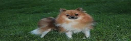 Pomeranian dogs for sale: Juno - Ad 12
