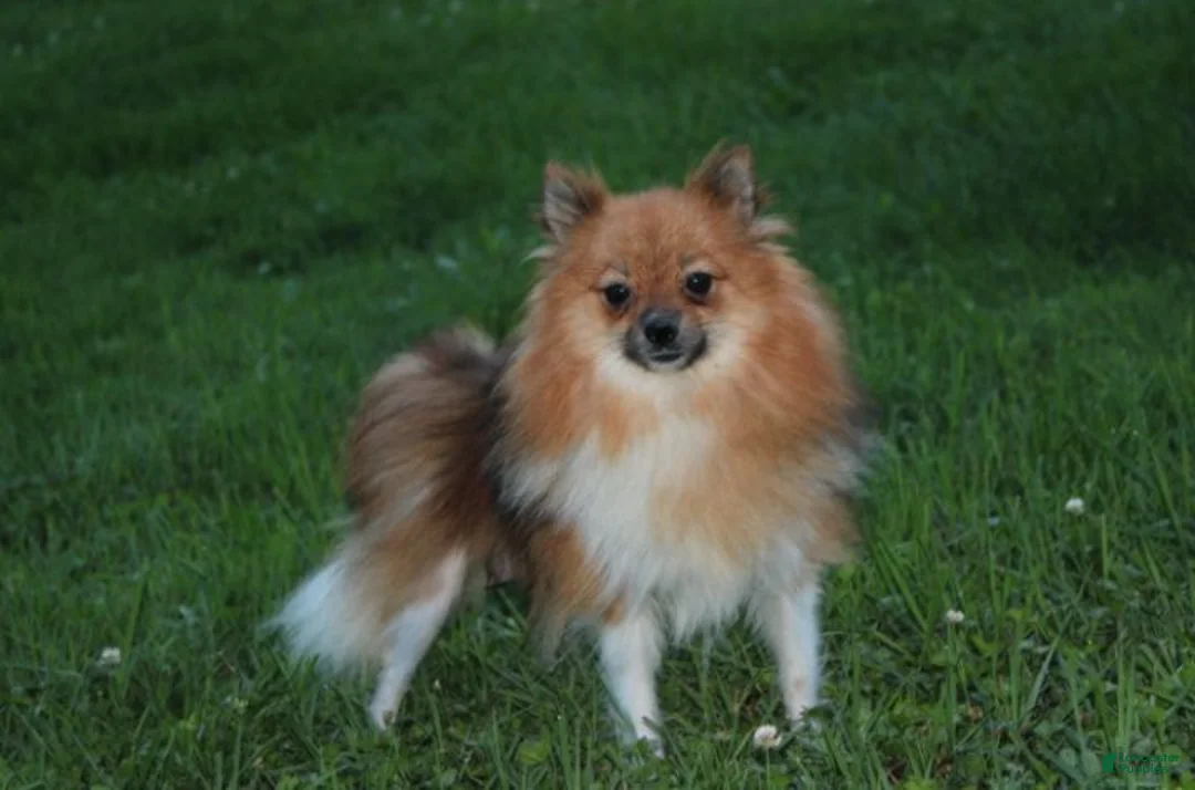Pomeranian dogs for sale: Juno - Ad 12