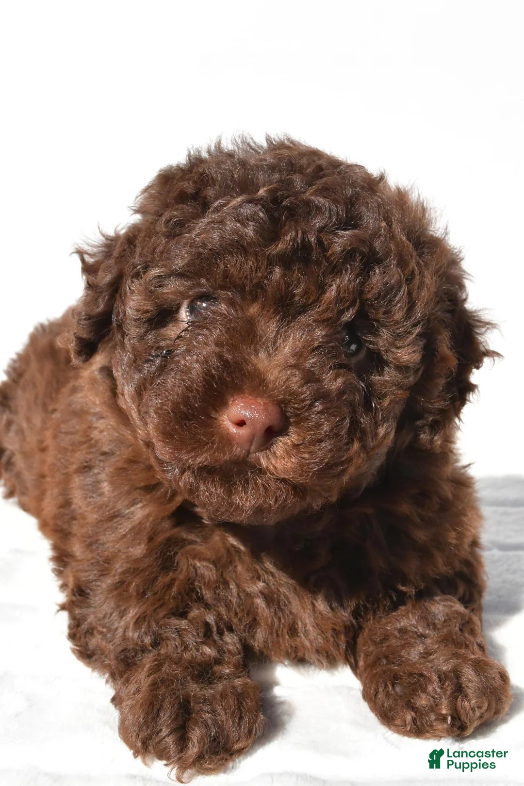 Miniature Poodle dogs for sale: Sophie - Ad 8