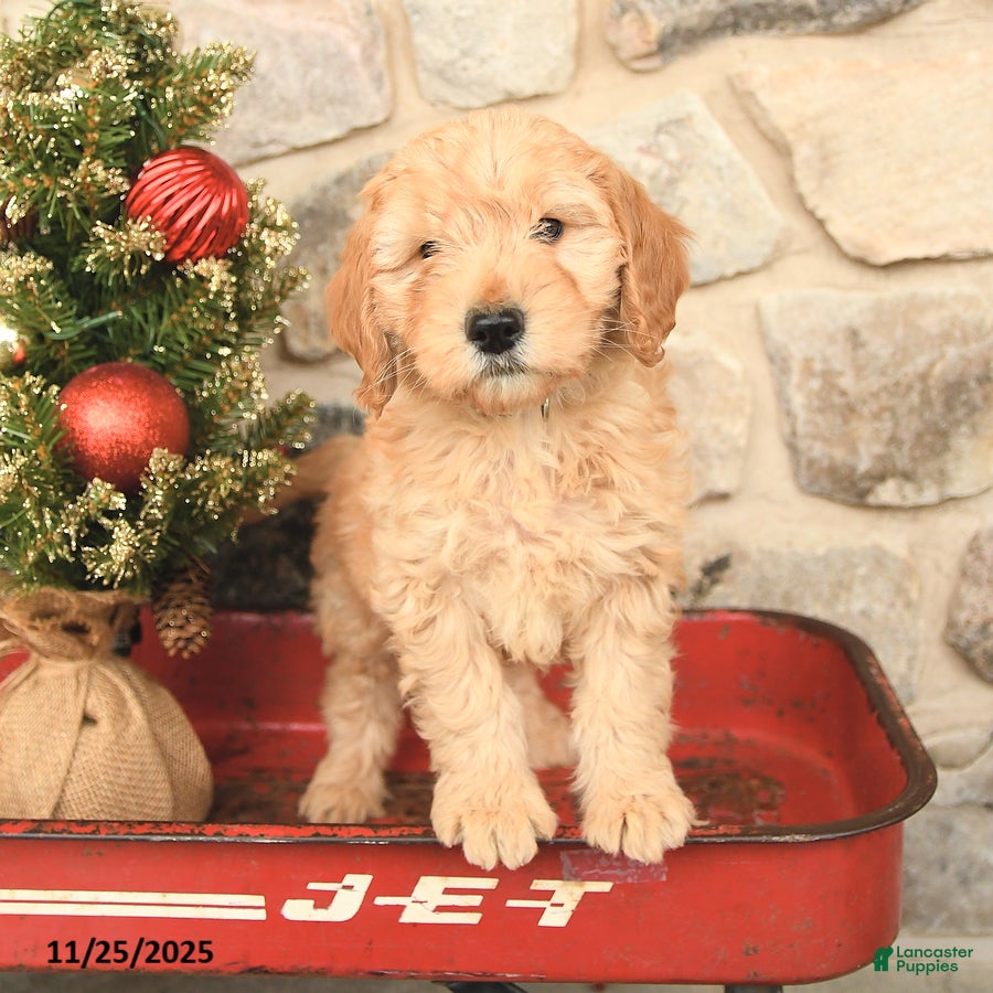 Mini Goldendoodle dogs Carly - Ad 18