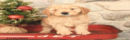 Mini Goldendoodle dogs for sale: Carly - Ad 1