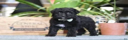 Mixed Breed dogs for sale: Shadow - Ad 4