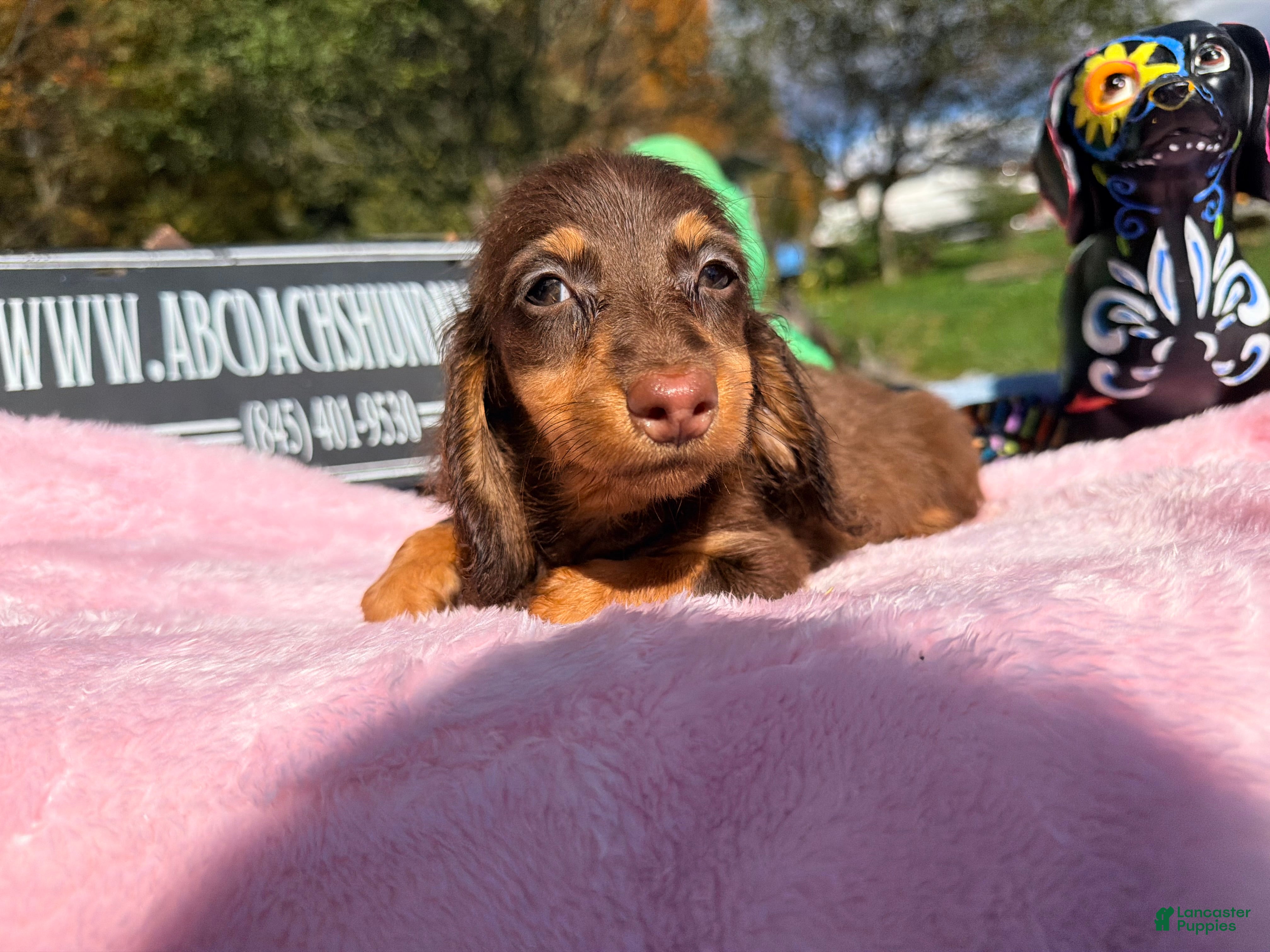 Miniature Dachshund dogs Champion bred long coat female - Ad 1