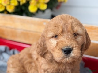 Goldendoodle dogs - Ad 30