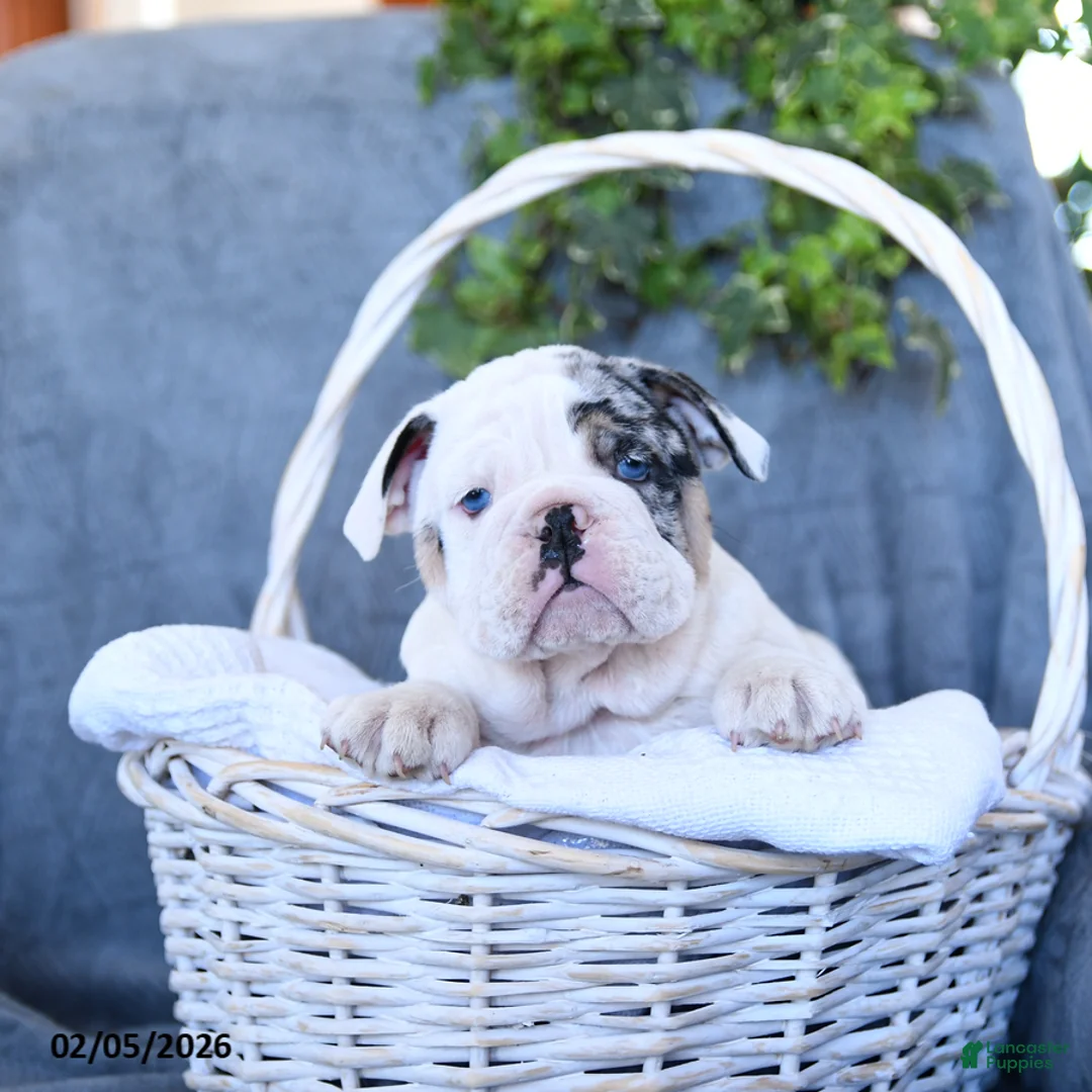 English Bulldog dogs for sale: Queen   - Ad 5