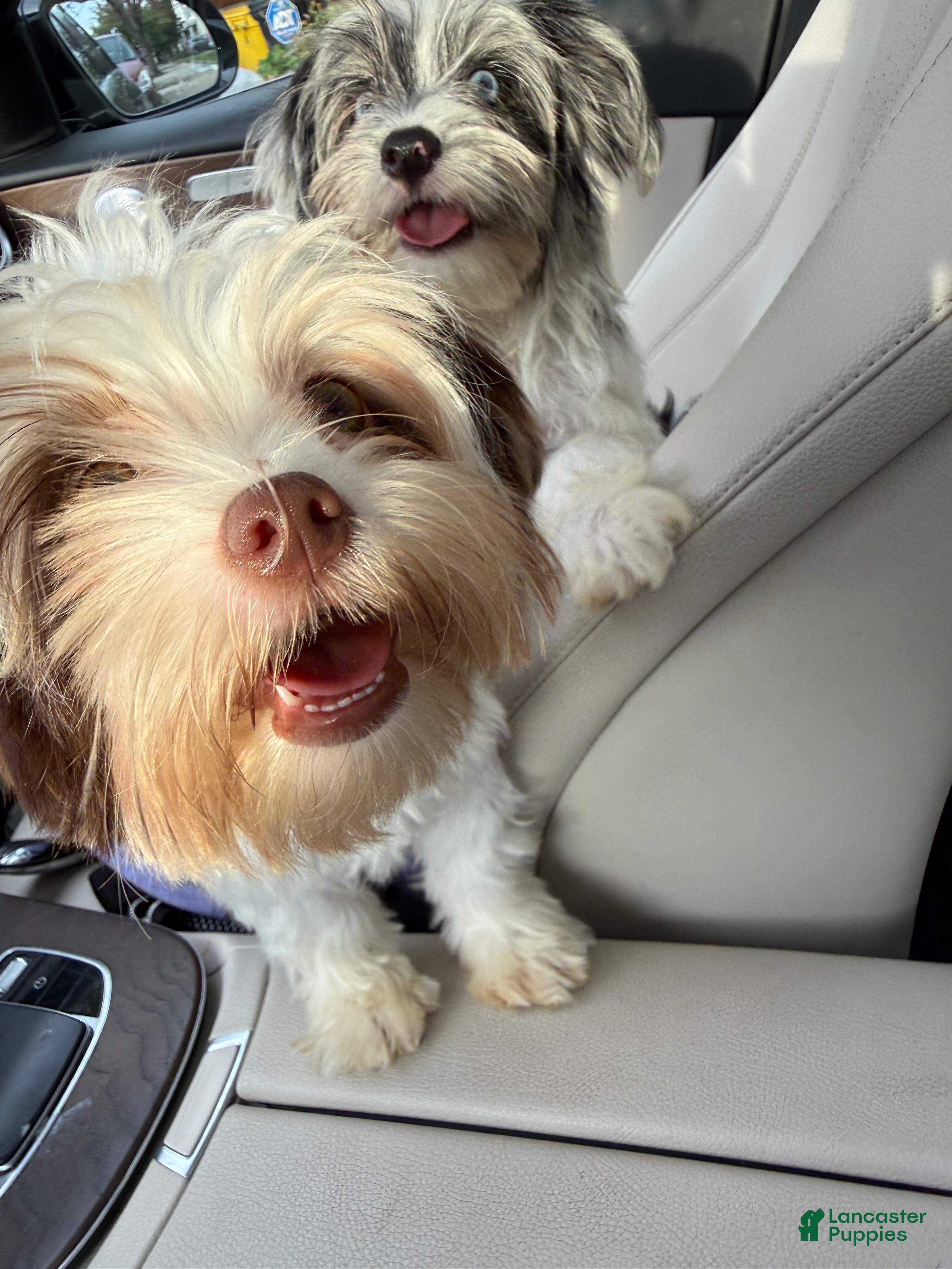 Yorkshire Terrier dogs Cookies and Cream - Ad 2