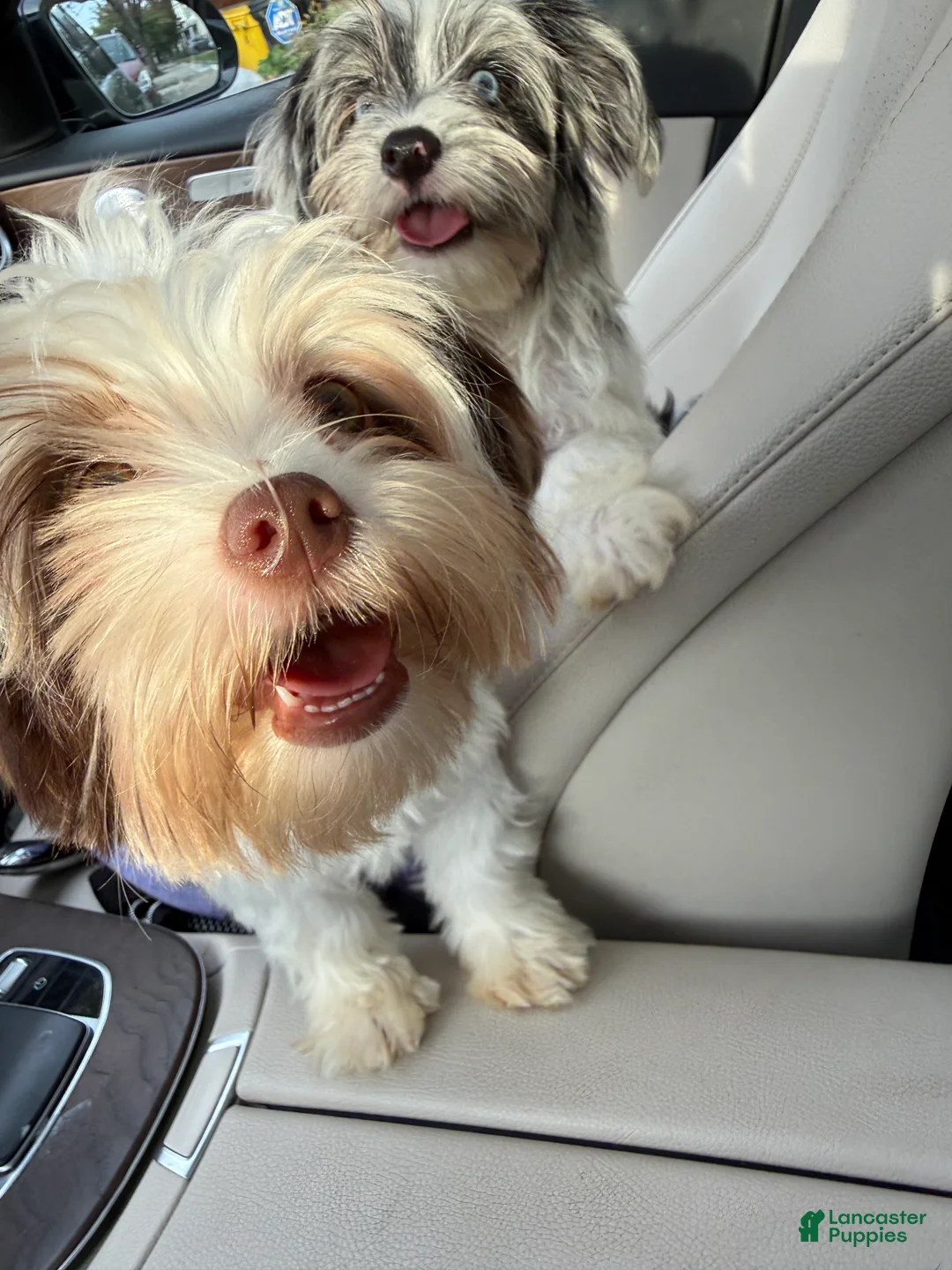 Yorkshire Terrier dogs for sale: Cookies and Cream - Ad 2