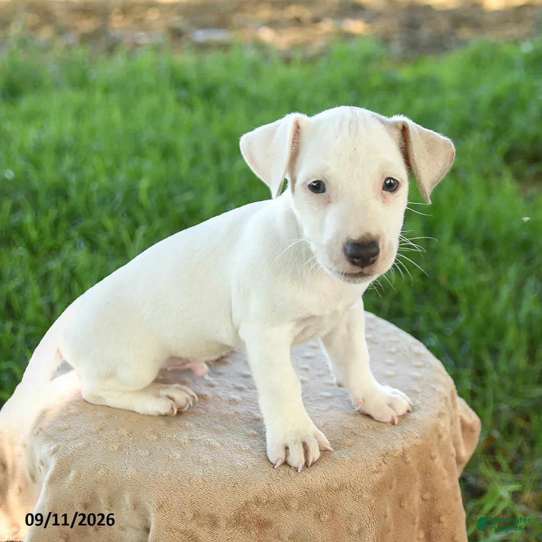 Jack Russell Terrier dogs for sale: Patch  - Ad 1