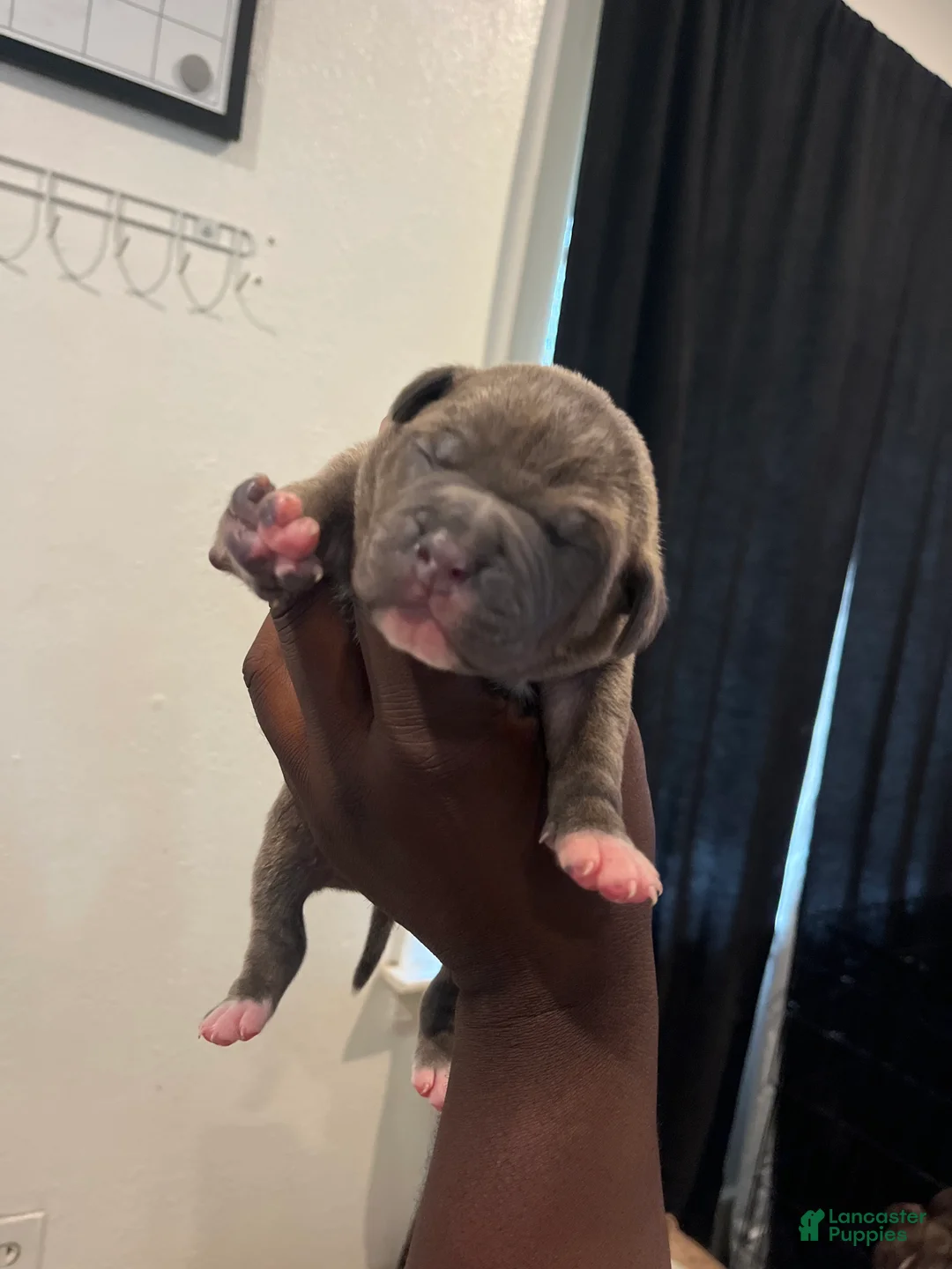 American Bully dogs for sale: Trey - Ad 1