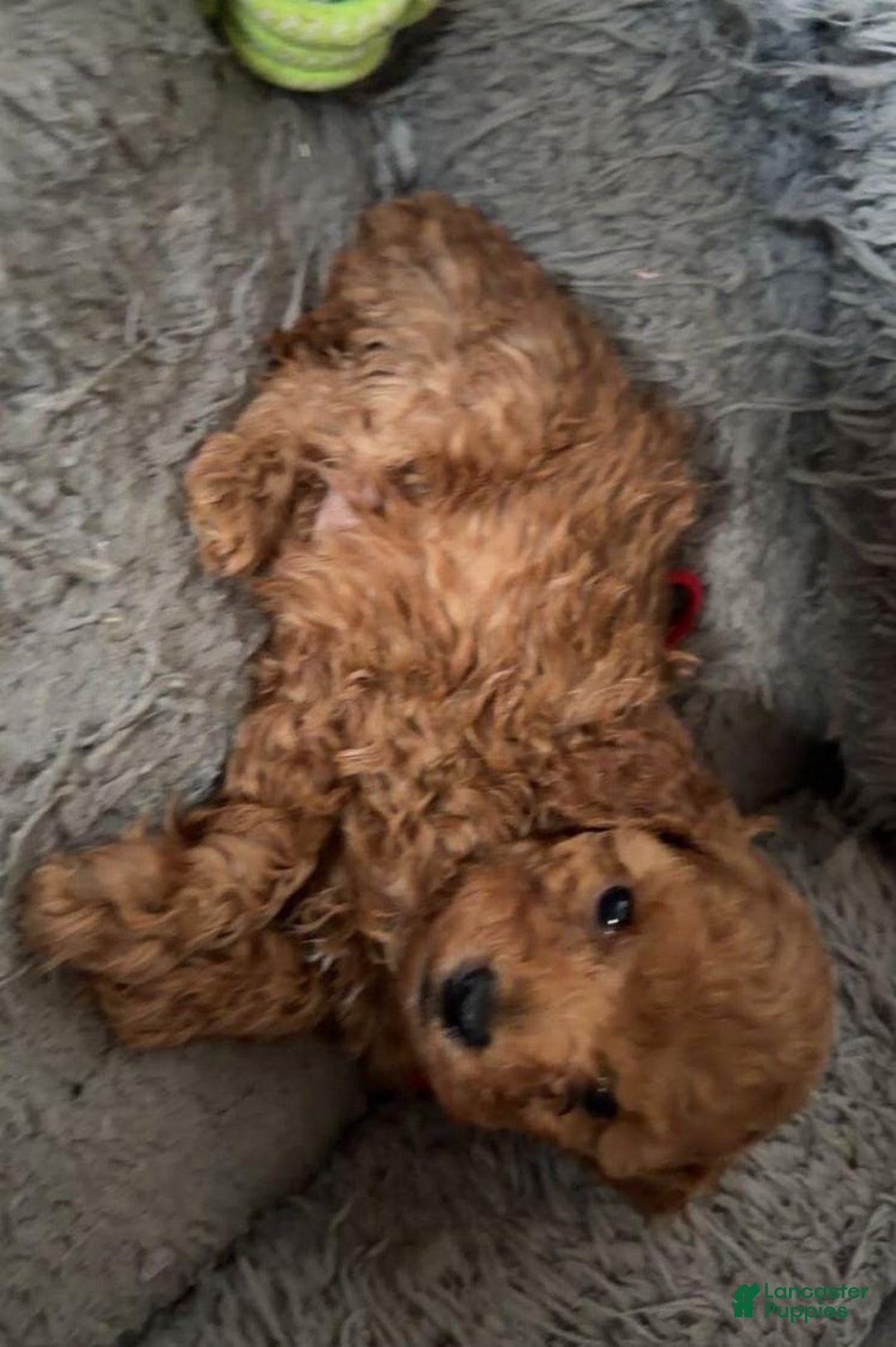 Toy Poodle dogs for sale: Lucia - Ad 15