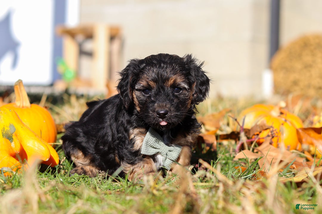 Yorkiepoo dogs for sale: Enzo - Ad 3
