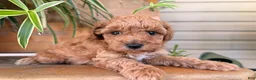 Toy Poodle dogs for sale: Max - Ad 6