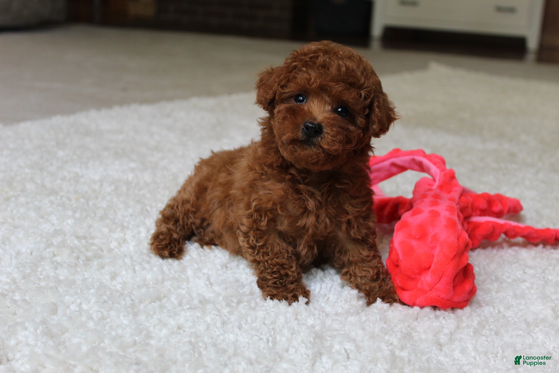 Toy Poodle dogs Theo - Ad 1