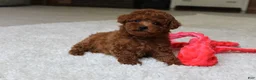Toy Poodle dogs for sale: Theo - Ad 1