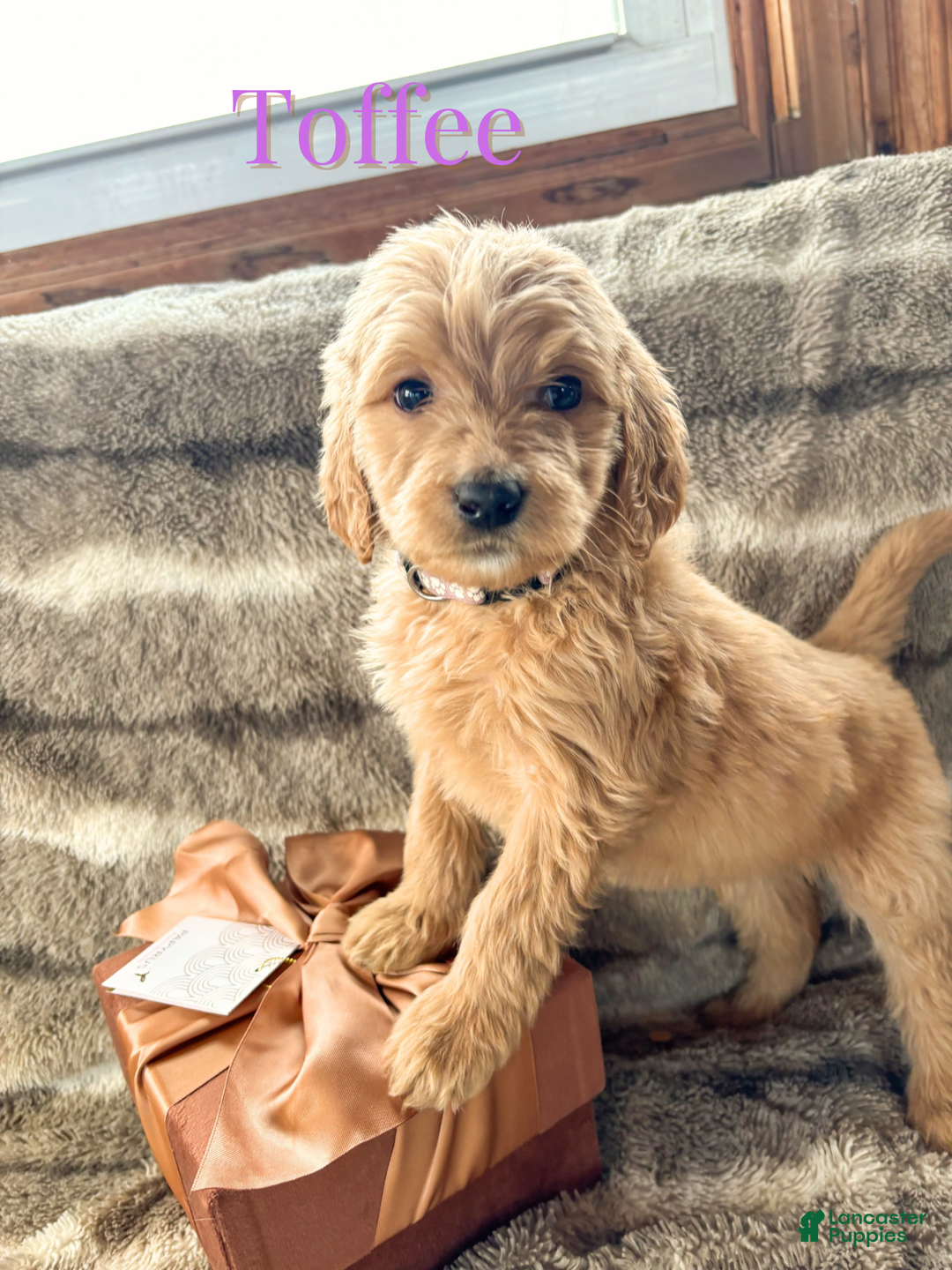 Goldendoodle dogs for sale: Toffee - Ad 1