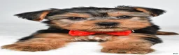 Yorkshire Terrier dogs for sale: Dell - Ad 4