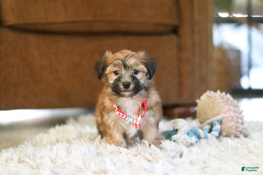 Morkie dogs for sale: Milo - Ad 1