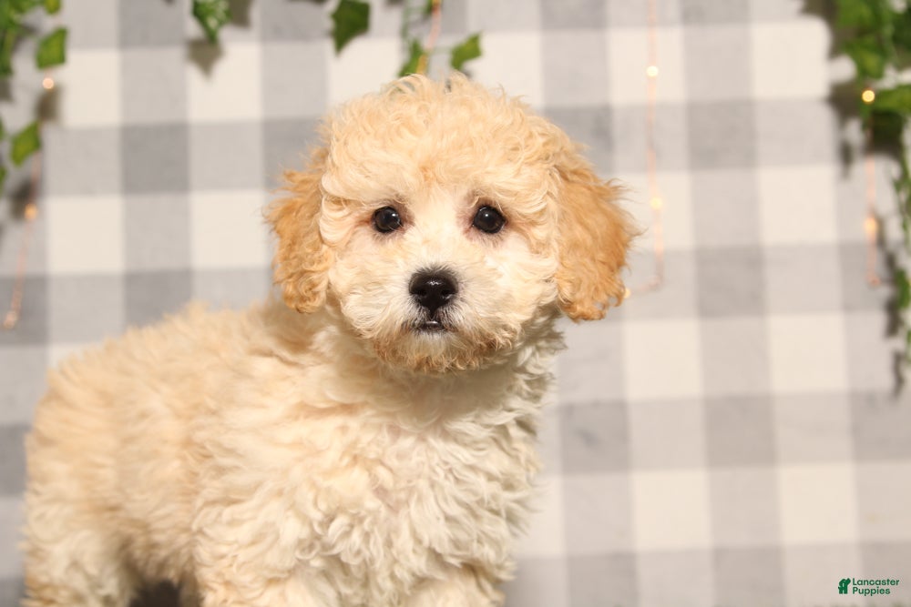 Bichpoo dogs Honey - Ad 3