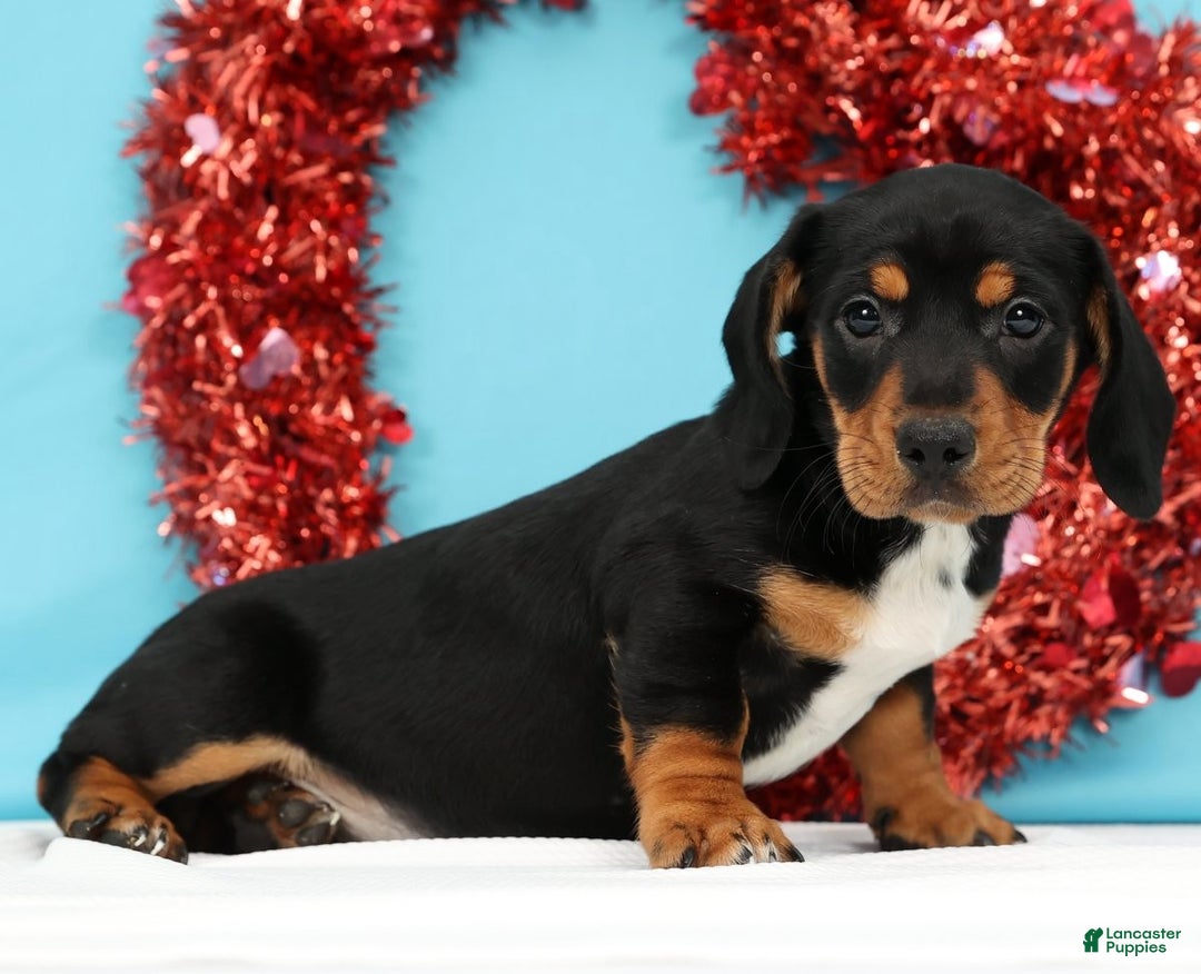 Miniature Dachshund dogs for sale: Kylie - Ad 2