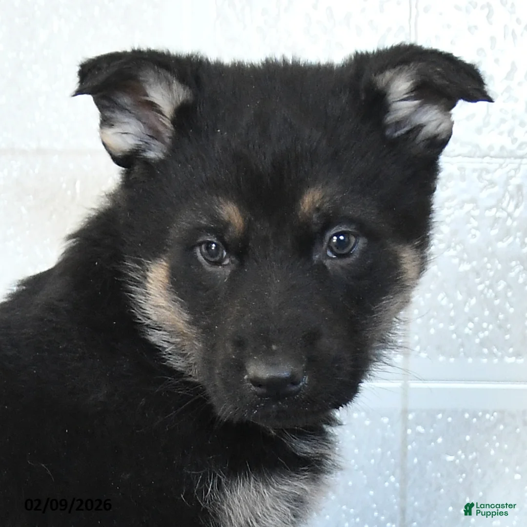 German Shepherd dogs for sale: Utah - Ad 3