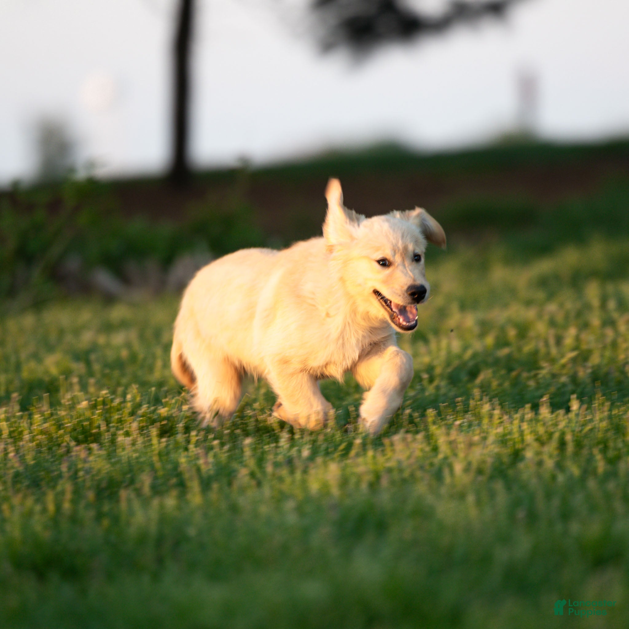 Golden Retriever dogs TRAINED Ben the Golden Retriever Puppy  - Ad 2