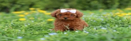 Cavapoo dogs for sale: Precious - Ad 5
