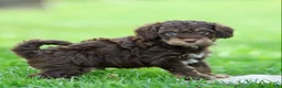 Cavapoo dogs for sale: Einstein - Ad 2