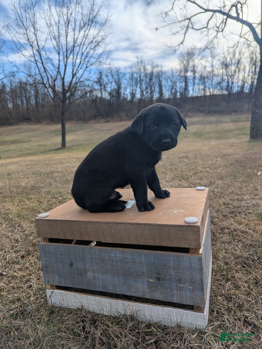 Labrador Retriever dogs for sale: Duke - Ad 3
