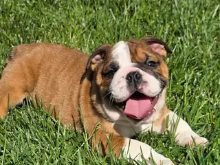English Bulldog dogs BUBBA - Ad 4