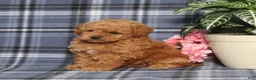 Miniature Poodle dogs for sale: Taffy - Ad 3