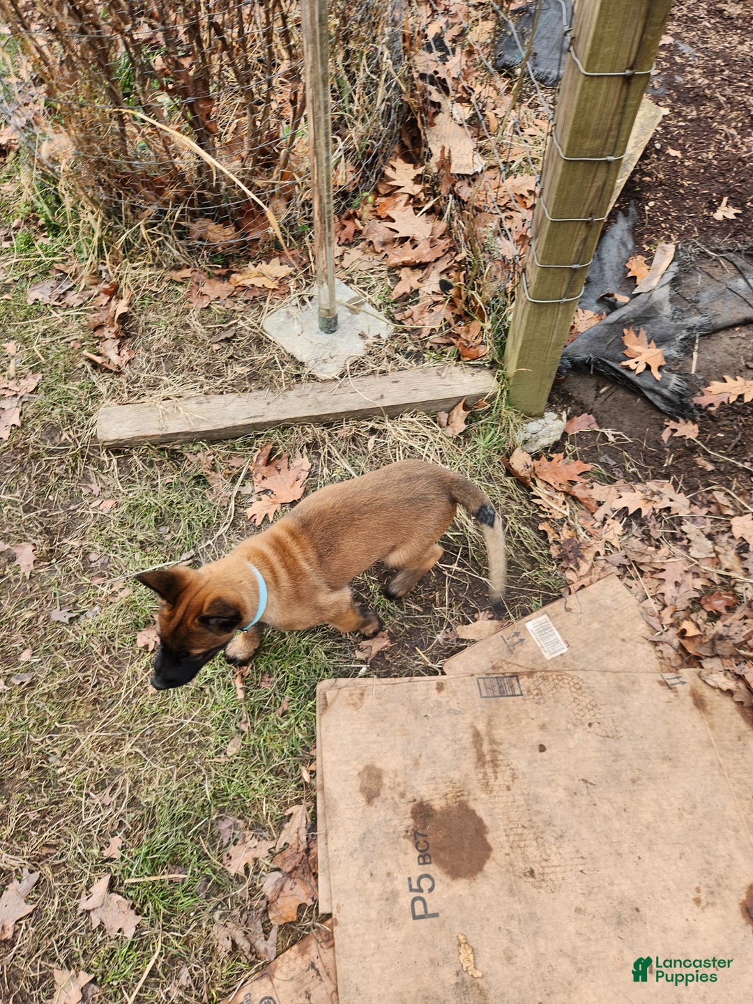 Belgian Malinois dogs for sale: Light Blue - Ad 9