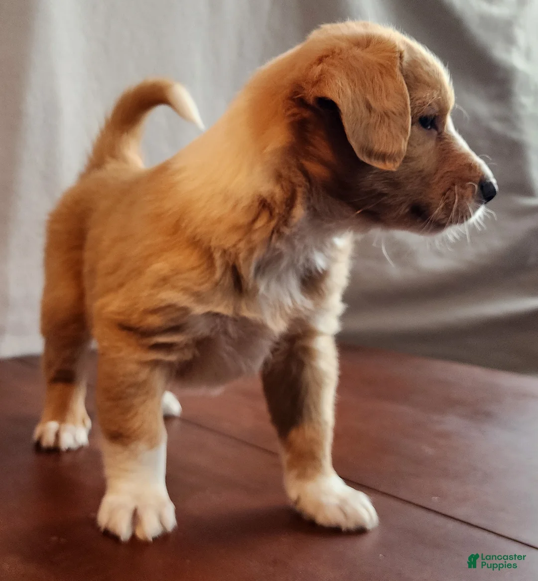 English Shepherd dogs for sale: Bo - Ad 1