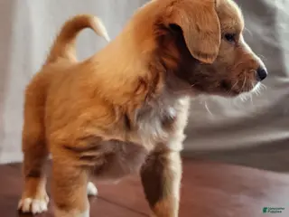 English Shepherd dogs Bo - Ad 7