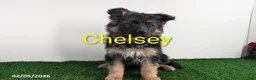 German Shepherd dogs for sale: Chelsey - Ad 4