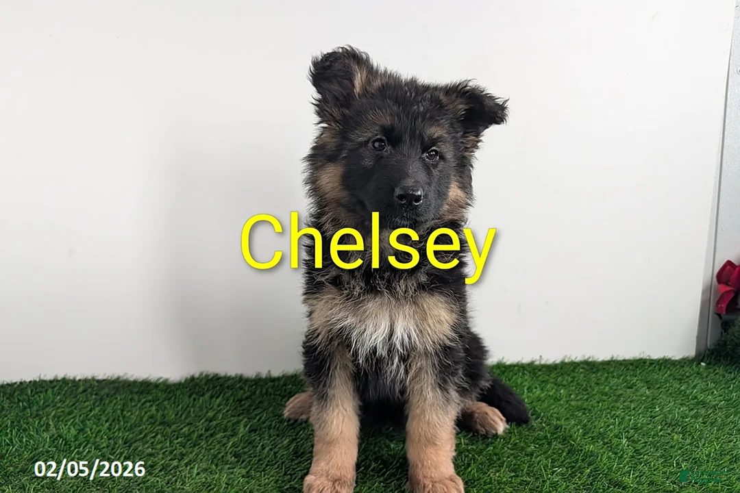 German Shepherd dogs for sale: Chelsey - Ad 4