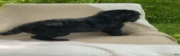 Mixed Breed dogs for sale: Pumpernickle - Ad 11