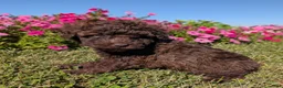 Toy Poodle dogs for sale: Twix - Ad 9